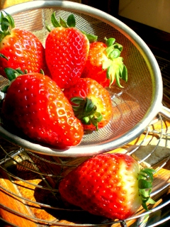 fraises,astuces