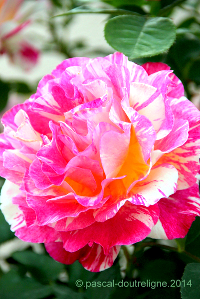 illustration cuisine florale-rose