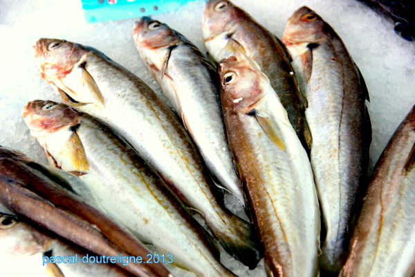 illustration marché poissons
